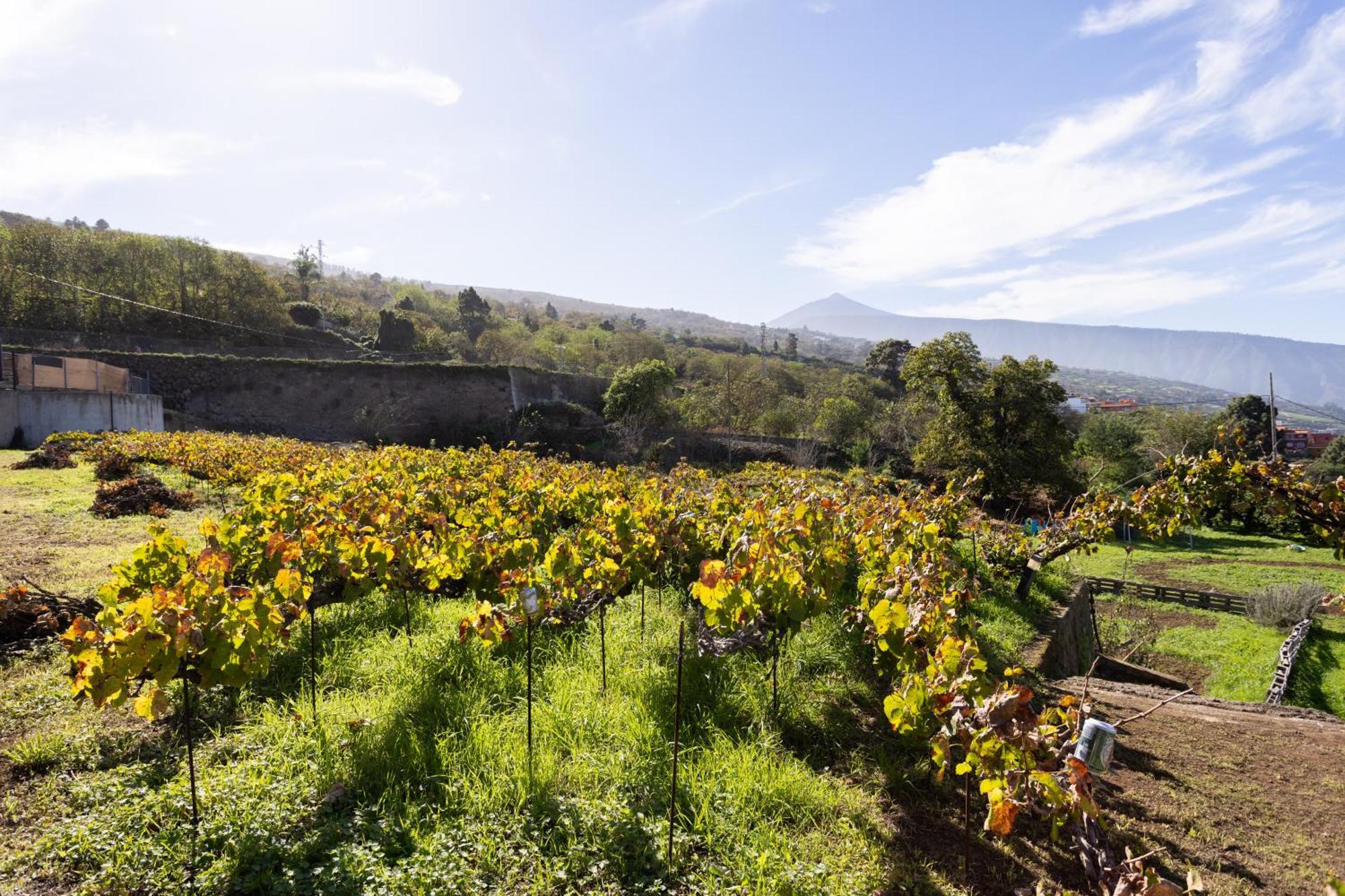 Ek Las Vistas Finca El Milagro La Orotava Exterior foto